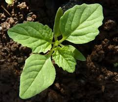 Image result for Nicandra physalodes