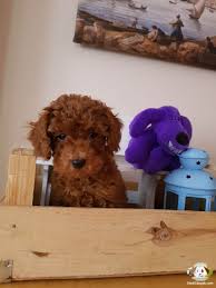 Red Brown Toy Poodle Red Brown Toy Poodle Kopek Kopekseverler Kopeksahiplendirme Kopekyavrusu Evcilhayvan Evcilha Brown Toy Poodle Poodle Toy Poodle