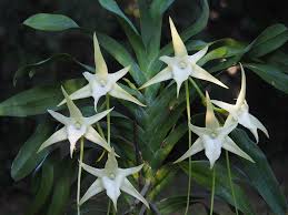 Image result for Angraecum humile