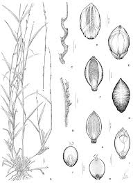Image result for Setaria pseudaristata