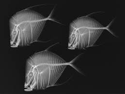 Slide 220781 874341 Free Jpg 1200 907 Xray Art X Ray Underwater Creatures