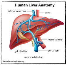 What Does The Liver Do Liver Anatomy Human Liver Anatomy Human Liver