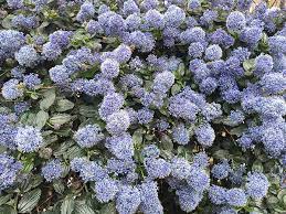 A few varieties require moist. Best Ground Cover Plants For Uk Gardens Paramount Plants Best Ground Cover Plants Ground Cover Plants Plants Uk