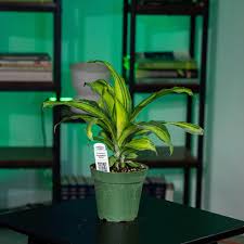 Image result for Dracaena