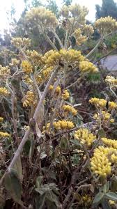 Image result for Helichrysum schimperi