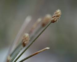 Image result for Eleocharis geniculata