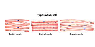 Muscle Fiber Types And Training Elite Fts