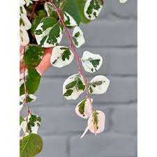 Image result for Breynia