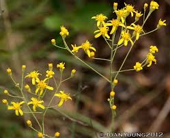 Image result for Senecio latifolius