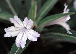 Image result for Ruellia praetermissa