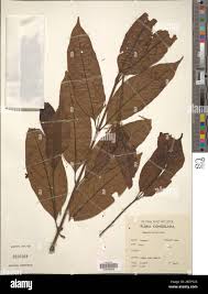 Image result for Combretum psidioides
