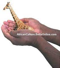 pygmy giraffe facts giraffe facts african culture giraffe