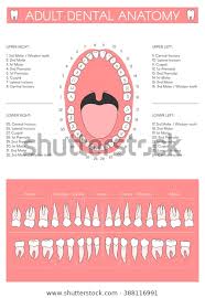 Adult Dental Chart Diagram Human Teeth Stock Vector Royalty