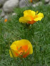 Image result for Eschscholzia
