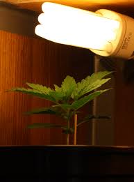 Cfl Autoflower Growing