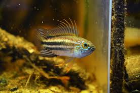 Wc Apistogramma Bitaeniata Rio Tigre