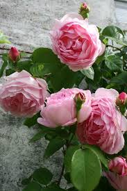 Arquivo Blumen Anbauen Blumen Rosen Blumen