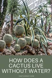 Cactus pads are actually modified stems with a waxy coating. 110 Best Cactus Facts Ideas In 2021 Cactus Facts Cactus Cactus Care