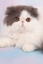 Cats & Kittens For Sale in Dulles, Virginia - Hoobly ...