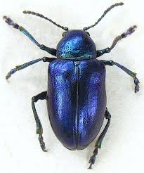 Blue Milkweed Beetle Google Search