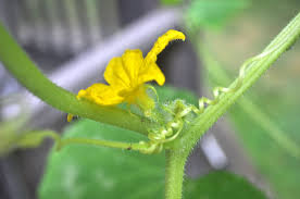 Image result for male flowers cucumber