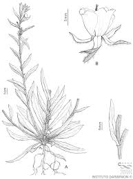 Image result for Oenothera indecora