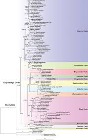 Image result for Stachys aculeolata