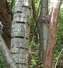 Image result for Heteromorpha