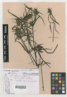 Image result for Pogonospermum ciliatum