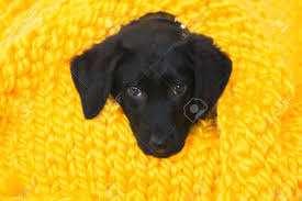 Cute little puppy labrador retriever lying in knitted yellow plaid. Cute Little Pet Labrador Retriever Puppy Baby Labrador Retriever Stock Photo Picture And Royalty Free Image Image 117094040