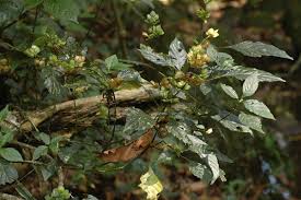 Image result for Dicliptera heterostegia