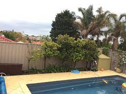 Mysearchexperts.com has been visited by 100k+ users in the past month Don S Expert Answers Magnolia Little Gem Partially Dried Grows Only On One Side Burke S Backyard