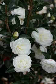 Pin By Giulina Celotto On Camellia Flowers Types Of White Flowers Camellia Flower