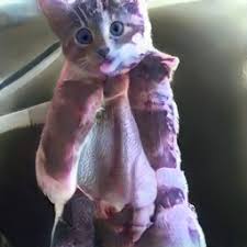 Code for training your own original simple light. This Cat Does Not Exist Gives Some Horrific Results Imsorryjon