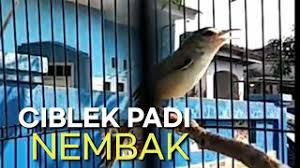 Suara burung cici padi betina. Ciblek Sawah Cici Padi Burung Prenjak Lagu Mp3 Video Mp4 3gp Waptrick