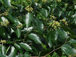 Image result for Hovenia