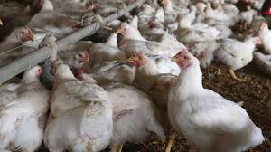 China has confirmed the first case of infection with the h10n3 strain of bird flu five years after a variant of the disease killed 300 people. Ncdc Confirms Bird Flu Outbreak In 7 States The Guardian Nigeria News Nigeria And World Newsnigeria The Guardian Nigeria News Nigeria And World News