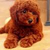 Who should get a parti poodle? 1