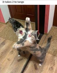 Funny Animals Memes Pictures Of The Day 40 Pics Memesplus Funny Animal Pictures Cute Animals Cute Baby Animals