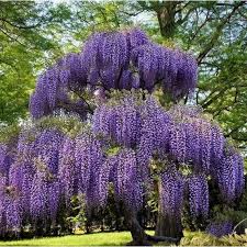 Image result for Bolusanthus