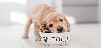 #5 wellness simple limited ingredient turkey & potato. 10 Of The Best Foods Your Puppy Can Eat Wellness Pet Food