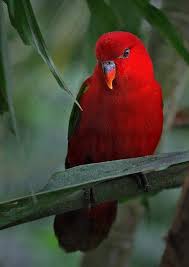 Google Image Result For Http Lh3 Ggpht Com 6gqrbjwj37m Safc8vxmgri Aaaaaaaac Beautiful Birds Pet Birds Pretty Birds