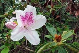 Free Stock Photo Of White Azalea Flower Download Free Images And Free Illustrations