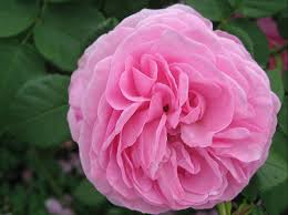The fragrance of 'louise odier' is delightful. Louise Odier Rose Bush Brogdale Online