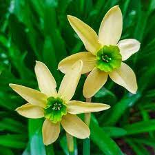 Daffodil Green With Envy K Van Bourgondien Bulbs Daffodils Bulb Flowers Daffodil Bulbs