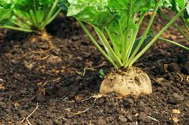 Sugar beet and sugarcane are the plants that provide the sugar we use every day. The Sugar Series How Is Beet Sugar Made Czarnikow