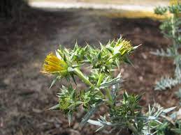 This is where some of south australia's unique coastal flora comes into its own. African Thistle Pest Agriculture And Food