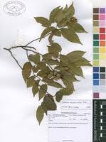 Image result for Uvaria tanzaniae