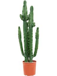 Image result for Euphorbia fortissima