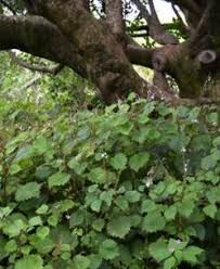 Image result for Plectranthus swynnertonii